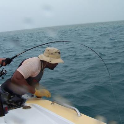 Fisch kurz vor der Landung