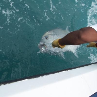 GT mit Popper im Maul