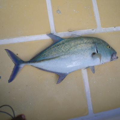 Blufin Trevally