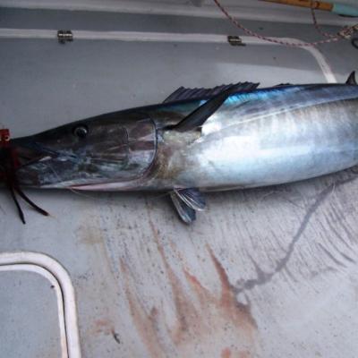 Wieder ein Lure weniger