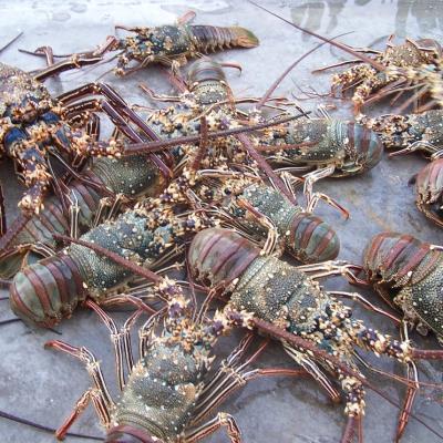 Langusten frisch gefangen