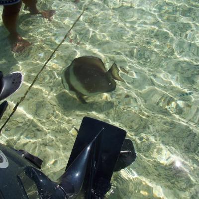 Ein Gast beim Filettieren unserer Fische