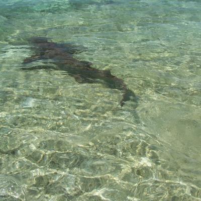 Hai besucht uns am Ufer