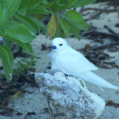 Fehnseeschwalbe mit Baby