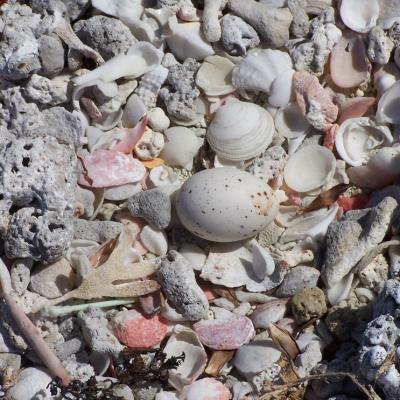 Nest mit Ei auf steinigem Boden