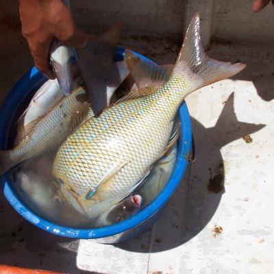 Eimer voll Capitaine