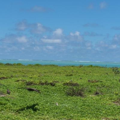 Ruchseeschwalben auf der Isle du Sud