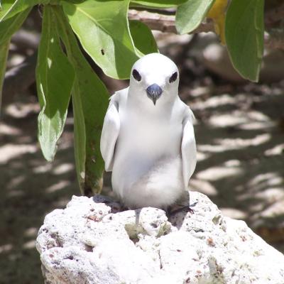 Fehnseeschwalbe mit Nachwuchs