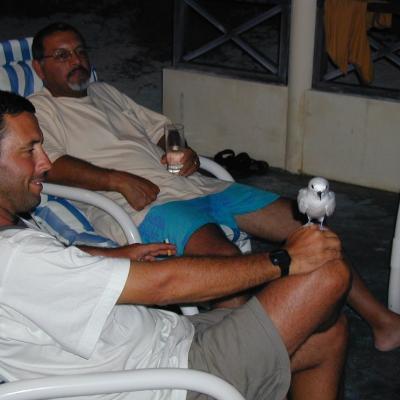 Sehr zutrauliche Fehnseeschwalbe