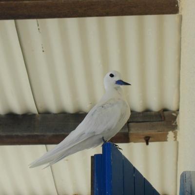 SFehnseeschwalbe am Bungalow