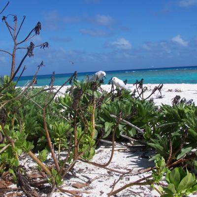 Fehnseeschwalben-Pärchen