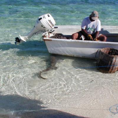Fischeputzen nach dem Angeln