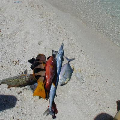 Bunte Fische für den Koch