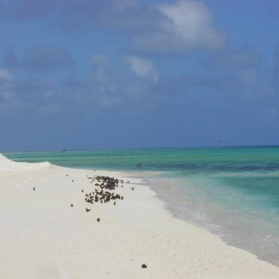 Ruchseeschwalben im Streik