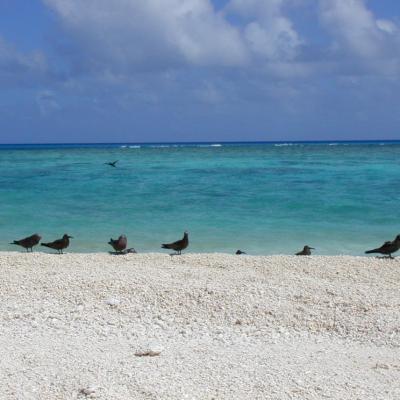 Ruchseeschwalben am Ufer