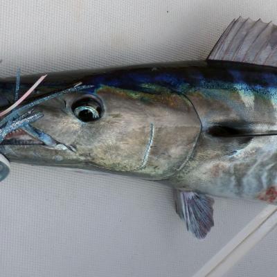 Wahoo mit Lure