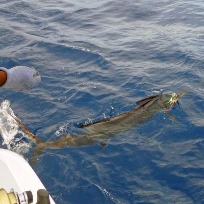 Sailfish mit Lure