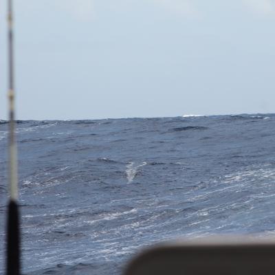 Bei Regen läuft der Lure wunderbar.