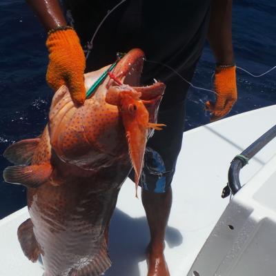 Zackenbarsch mit mit kleinerem Kollege.