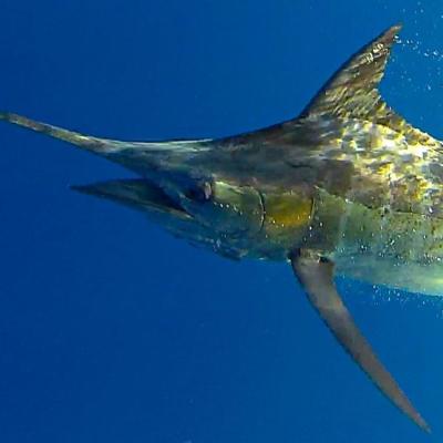 Blue Marlin im Drill