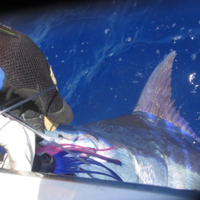Blue-Marlin mit Lure