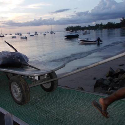 Marlin auf dem Weg zum Wiegen