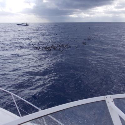 Vielversprechender Mövenschwarm