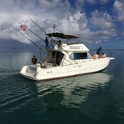 l'Oiseaux Des Iles II