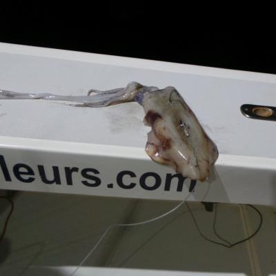 Tintenfisch-Koeder für einen Doggy