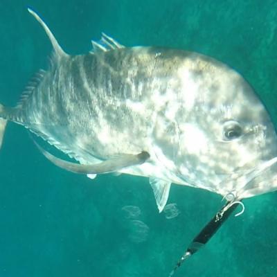 GT unter Wasser mit Stickbait