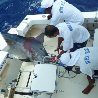 Marlin wird gelandet