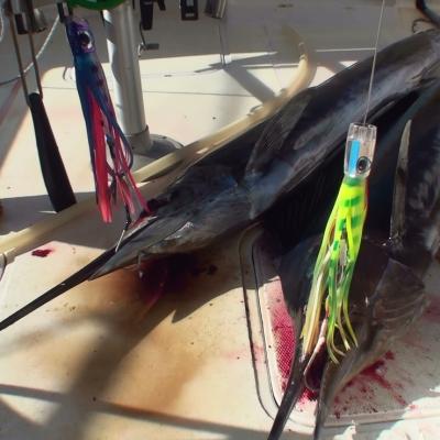 Zwei Sailfish auf Lure von BWF