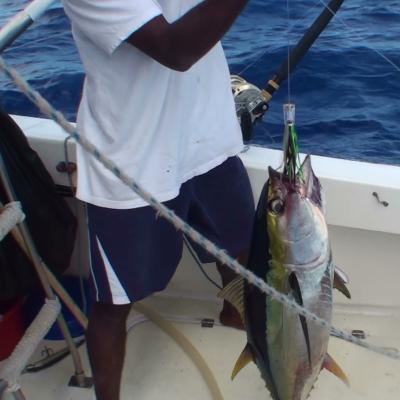 YFT auf Lure von BWF