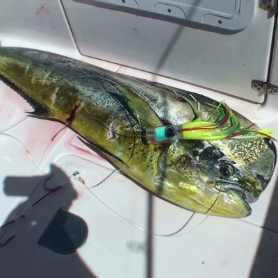 Schöner Dorado