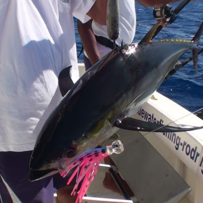 Bilder und Bericht Rodrigues 2011