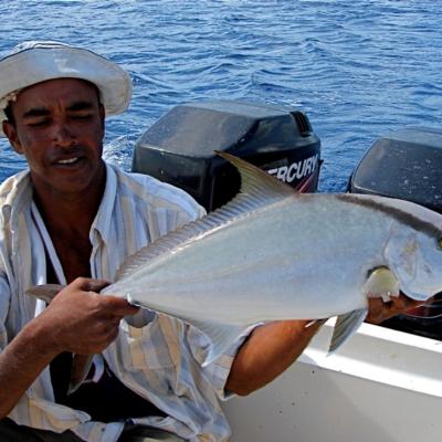 Longfin Yellowtail